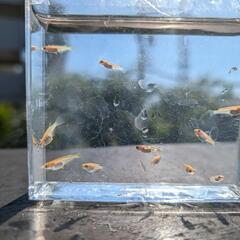 メダカミックスの画像