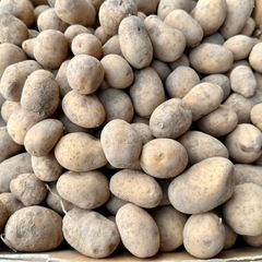 小粒のジャガイモ（十勝こがね）①