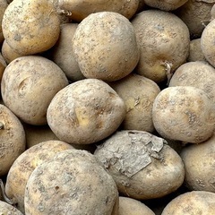 ジャガイモ（とうや）小芋　約3kg②
