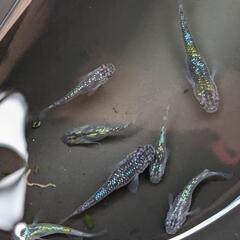 写真のラメメダカ７匹