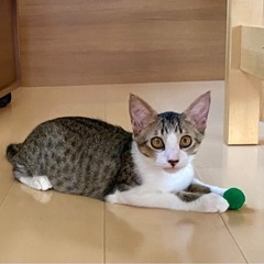 (交渉中)キジ白子猫里親募集✨ - 猫