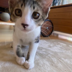 (交渉中)キジ白子猫里親募集✨ − 熊本県
