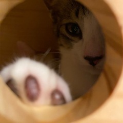 (交渉中)キジ白子猫里親募集✨ - 里親募集