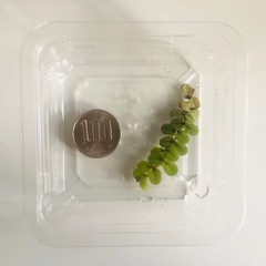 【水草】サルビニア•ククラータ【浮草】の画像