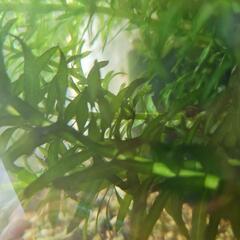 水草、浮草、ヒメタニシの画像