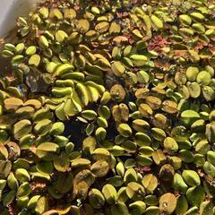 水草、浮草、ヒメタニシの画像