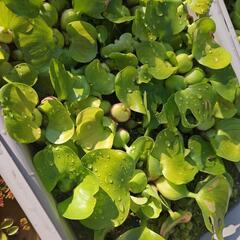 水草、浮草、ヒメタニシ