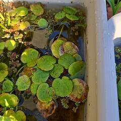 水草、浮草、ヒメタニシの画像
