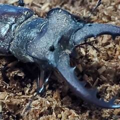 エゾミヤマクワガタ　WD♂3♀3（計 6匹）♂（①64.4mm、...