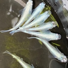雲州プラチナフルボディ(メダカ)