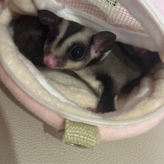 《現在やりとり中》フクロモモンガ 2匹います 推定2歳＆0歳