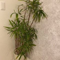 観葉植物　棕櫚竹