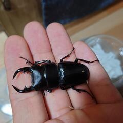 相談中）山形産オオクワガタペア