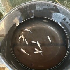 星河メダカ1ペア