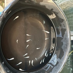 星河メダカの子供5匹まとめ売りの画像