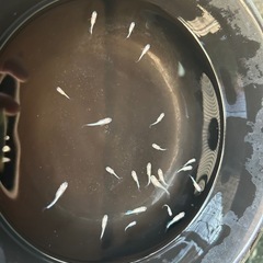 星河メダカの子供5匹まとめ売りの画像