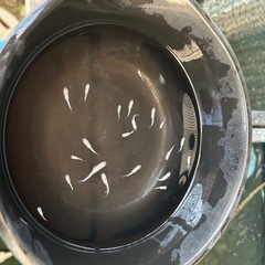 星河メダカの子供5匹まとめ売り