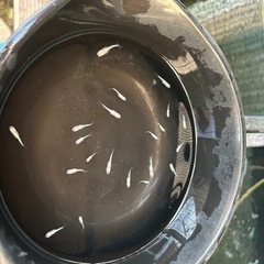 星河メダカの子供5匹まとめ売りの画像