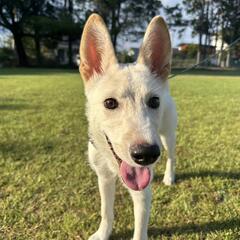 仔犬 【⠀里親募集  】