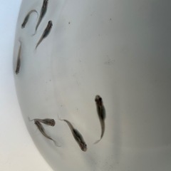 天女の舞黒幹之の画像