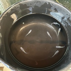 天女の舞黒幹之の画像