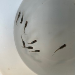 天女の舞黒幹之の画像