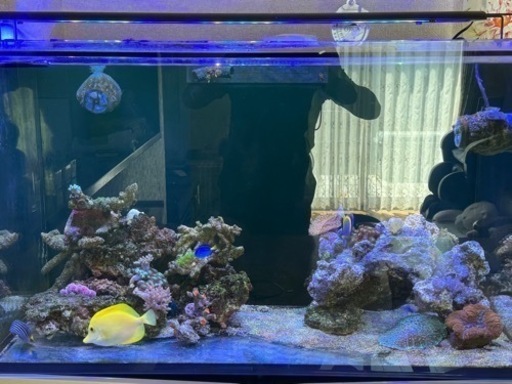 海水魚、サンゴ水槽