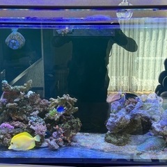 海水魚、サンゴ水槽の画像