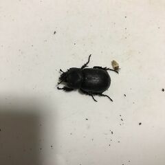 非常に珍しい　レア　【自然採集】コカブトムシ