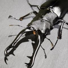 特価！早い者勝ち！！※オンライン決済のみ【幼虫6頭】ギラファノコ...