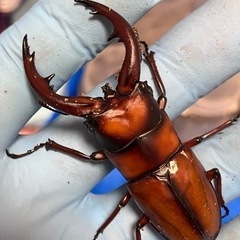 クワガタ・カブトムシ無人販売中の画像