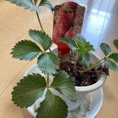 とちおとめの苗