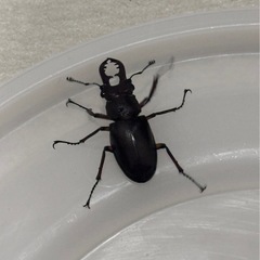 お問い合わせ中　
ミヤマクワガタペア・カブトムシ　　　の画像