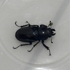 お問い合わせ中　
ミヤマクワガタペア・カブトムシ　　　の画像