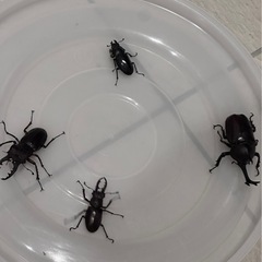 お問い合わせ中　
ミヤマクワガタペア・カブトムシ　　　の画像