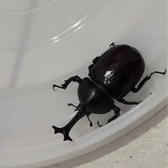 お問い合わせ中　
ミヤマクワガタペア・カブトムシ　　　の画像