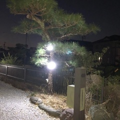 松の木と抜根と整地