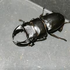 国産オオクワガタ　極太血統⑩