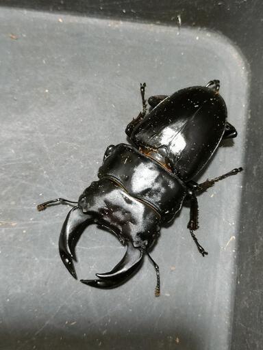 国産オオクワガタ　極太血統⑪