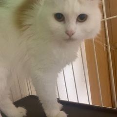 ⭐︎レオ⭐︎里親様募集します