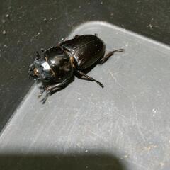 国産オオクワガタ　極太血統⑫の画像