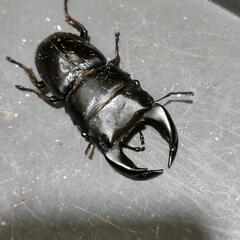国産オオクワガタ　極太血統⑫の画像