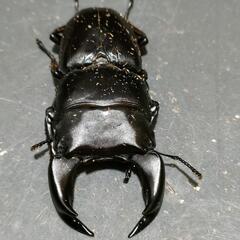 国産オオクワガタ　極太血統⑫