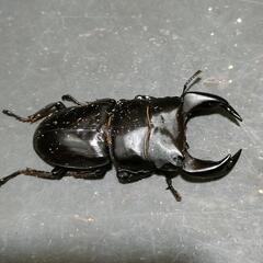 国産オオクワガタ　極太血統⑫の画像