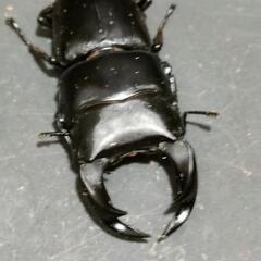 国産オオクワガタ♂2匹♀2匹　極太血統⑭の画像
