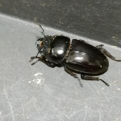 国産オオクワガタ♂2匹♀2匹　極太血統⑭の画像