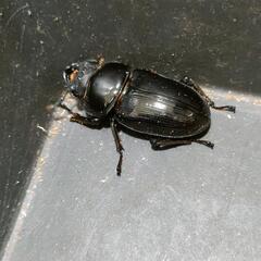 国産オオクワガタ♂2匹♀2匹　極太血統⑭の画像