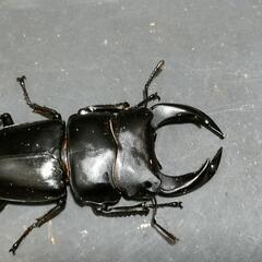 国産オオクワガタ♂2匹♀2匹　極太血統⑭
