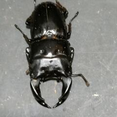 国産オオクワガタ♂2匹♀2匹　極太血統⑭の画像