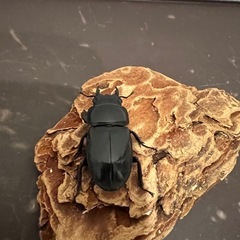 本土ヒラタクワガタの画像